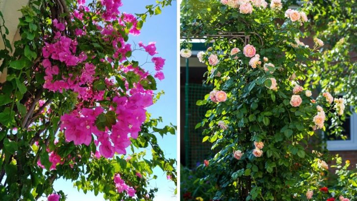 12 Ideal Climbing Plants to Transform Your Trellis, Pergola, or Fence