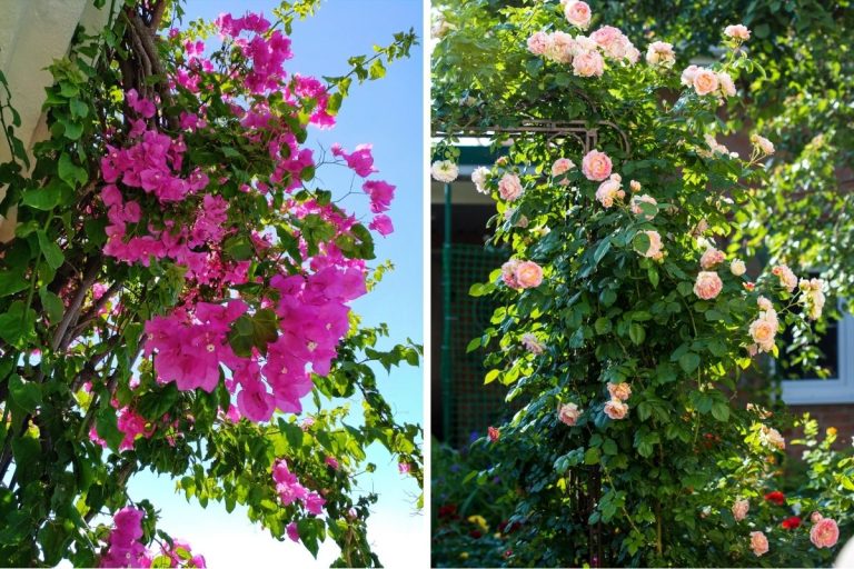 12 Ideal Climbing Plants to Transform Your Trellis, Pergola, or Fence