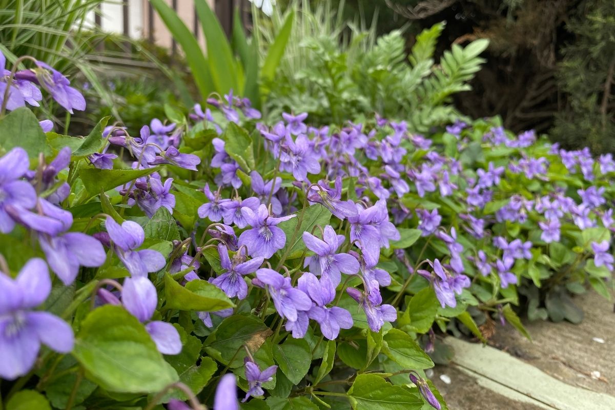 Blue Violet (Viola sororia)