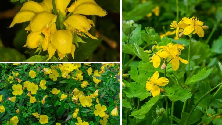 Bring Sunshine to Shady Spots with These 8 Yellow Perennials