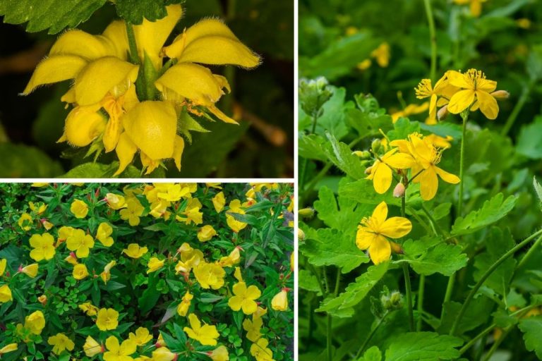 Bring Sunshine to Shady Spots with These 8 Yellow Perennials
