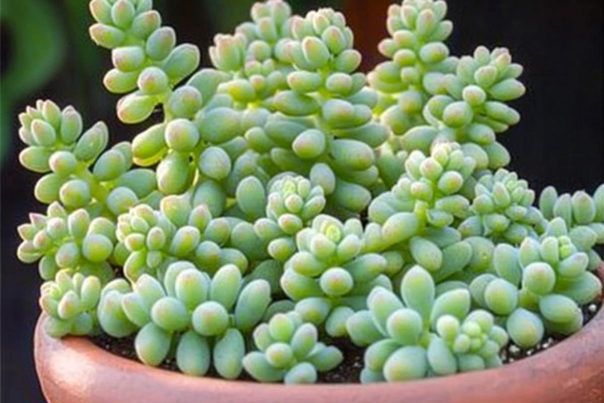 Burro’s Tail (Sedum morganianum)