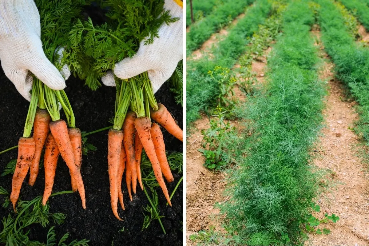 Carrots and Dill