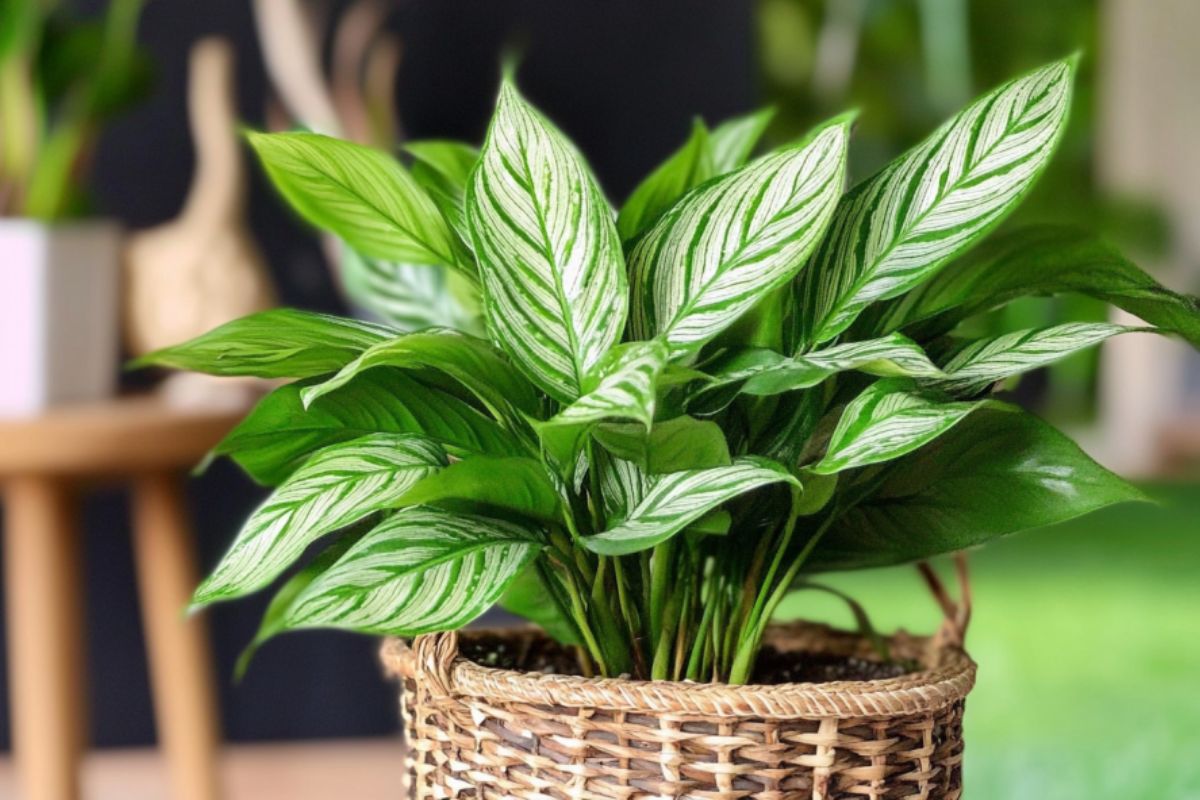 Chinese evergreen