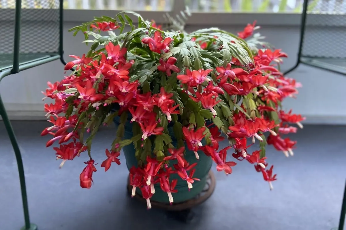 Christmas cactus britishelvis