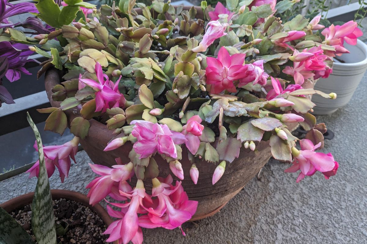 Christmas cactus outdoors