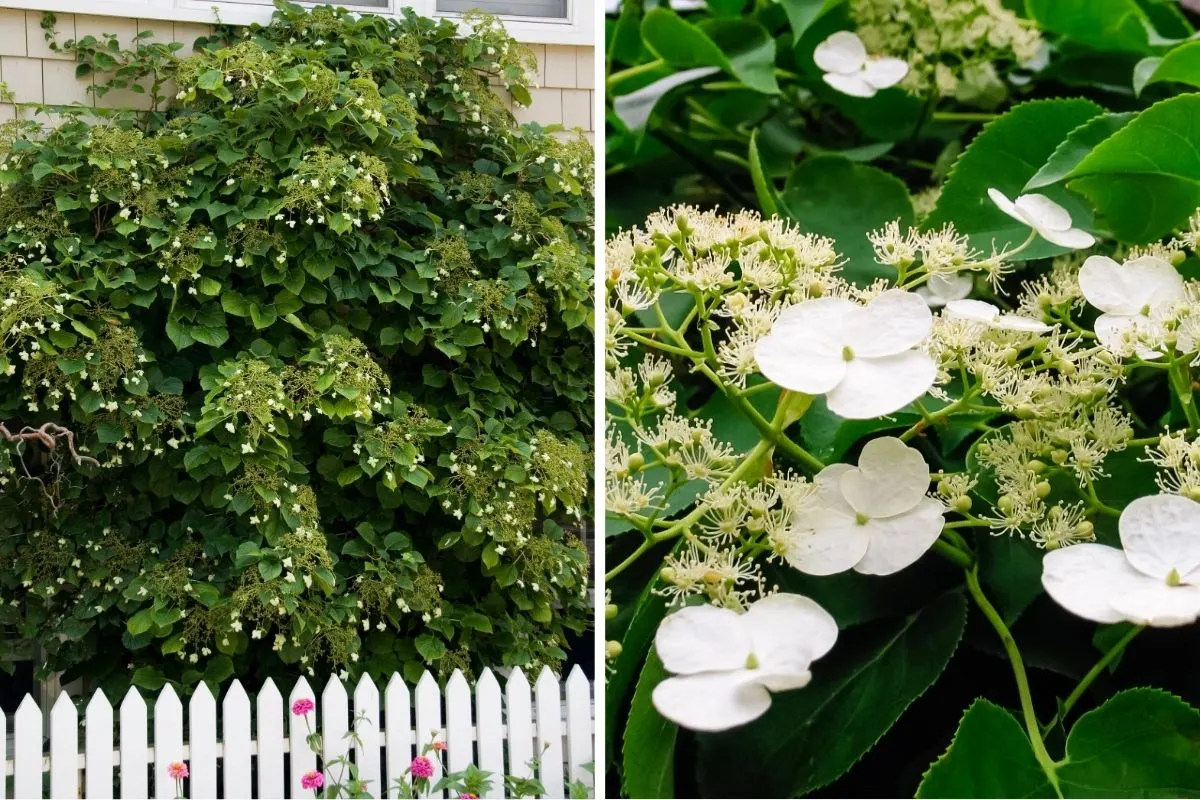 Climbing Hydrangeas 1