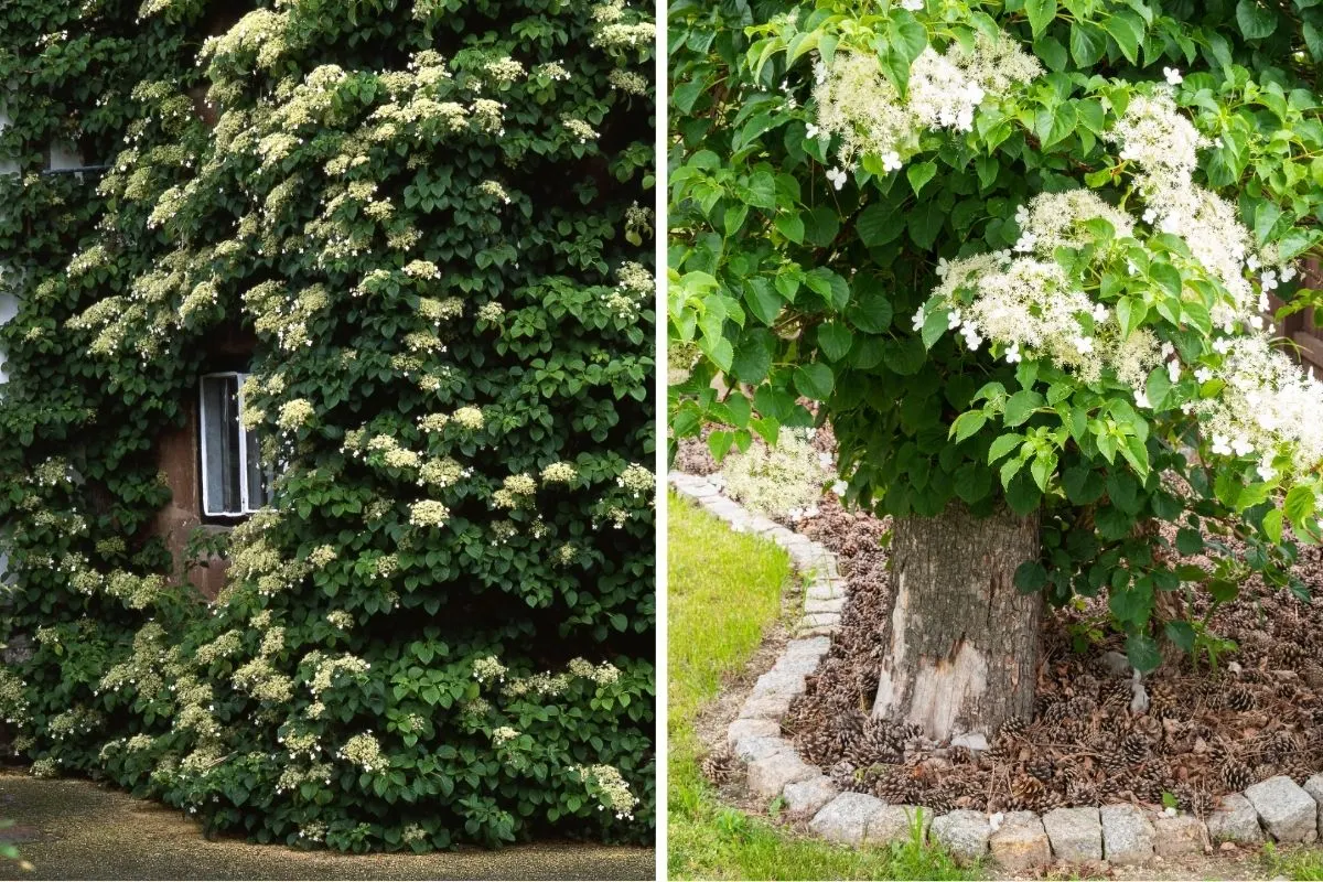 Climbing Hydrangeas 3