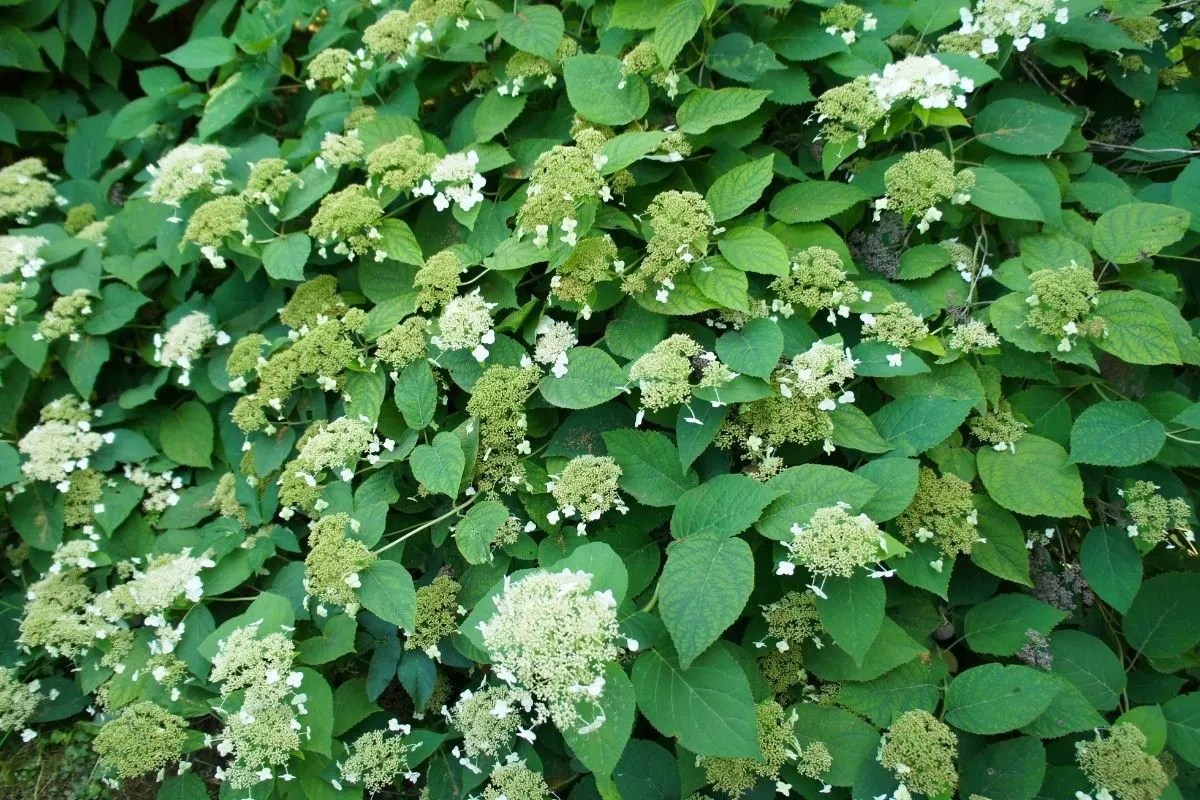 Climbing Hydrangeas 4