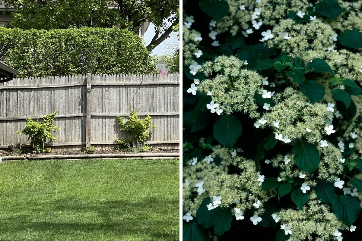 Climbing Hydrangeas 5