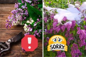 Common Mistakes to Avoid When Growing Lilac Bushes