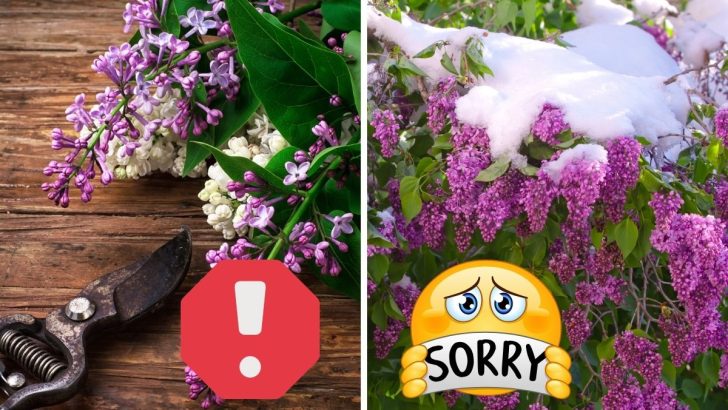 9 Common Mistakes to Avoid When Growing Lilac Bushes