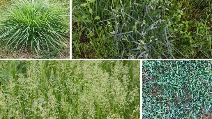 10 Common Weeds That Look Like Grass in Your Lawn