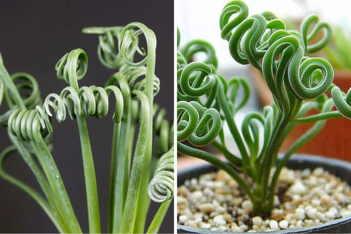 Corkscrew Albuca (Albuca spiralis)