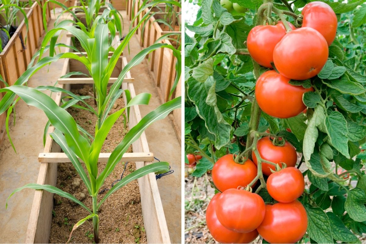 Corn and Tomatoes