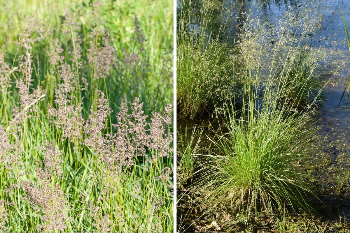 Creeping Bentgrass (Agrostis stolonifera)