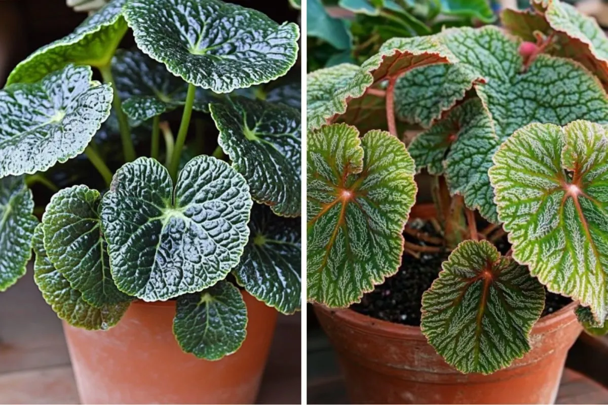 Crinkle-Leaf Begonia (Begonia moyesii)