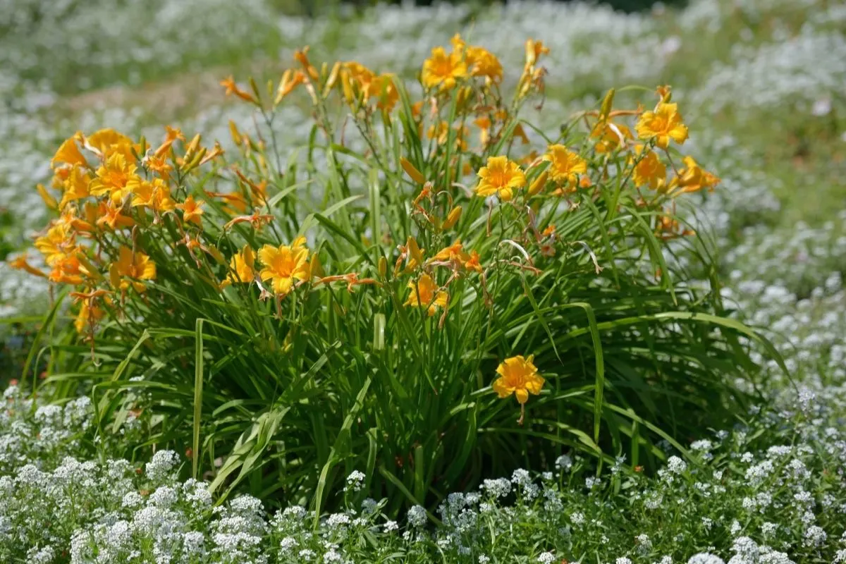 Daylilies garden