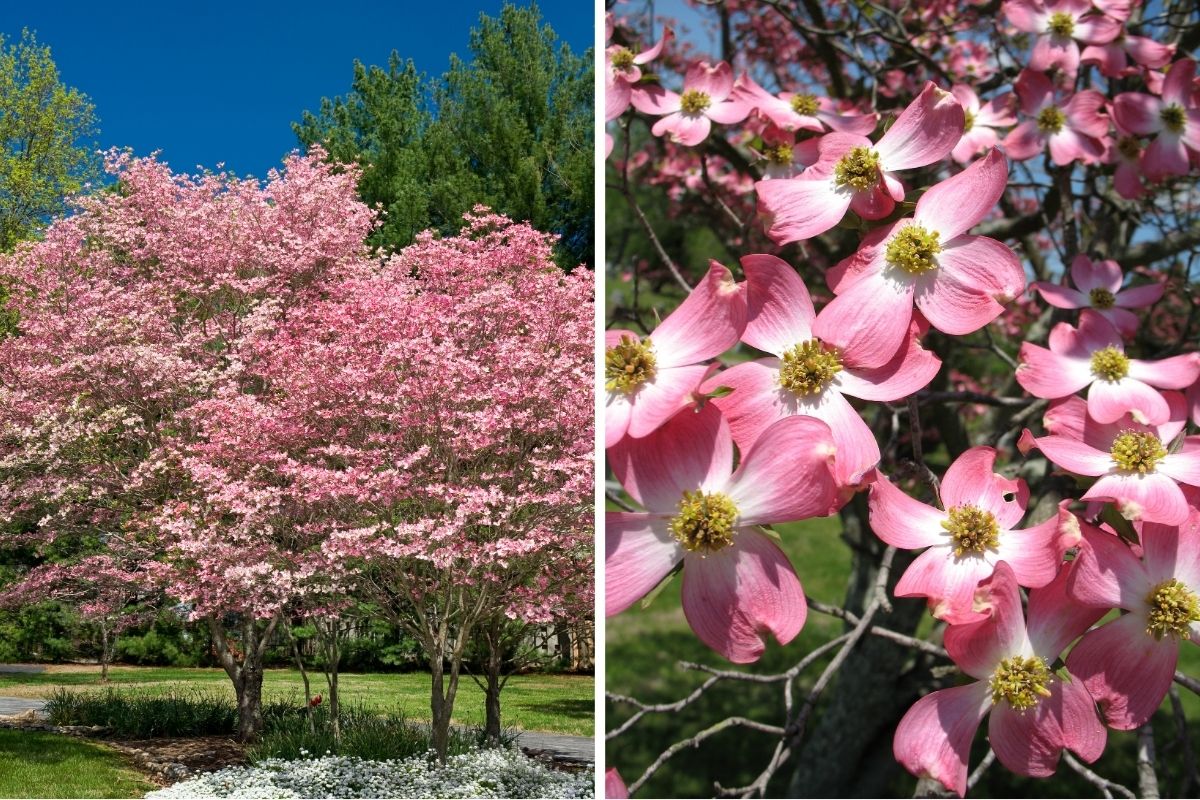 Dogwood (Cornus florida)