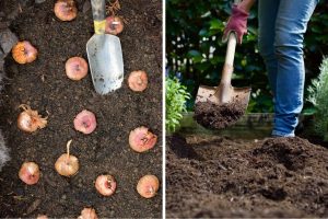 Don’t Skip These 7 Essential November Gardening Jobs