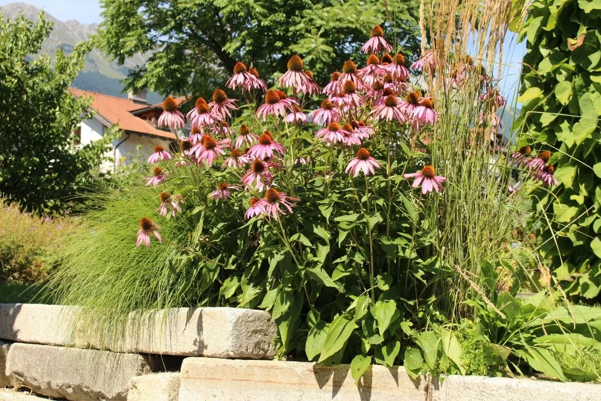 Echinacea (Coneflower) (2)