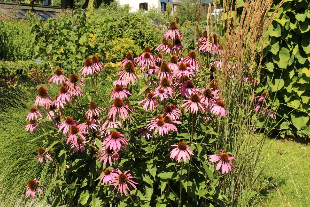 Echinacea (Coneflower)