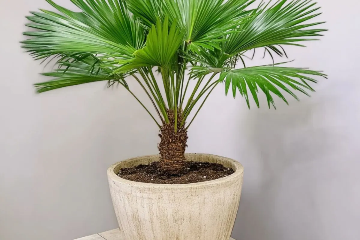 European Fan Palm (Chamaerops humilis)