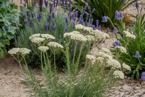 Even Poor Soil Won’t Stop These 6 Plants from Growing