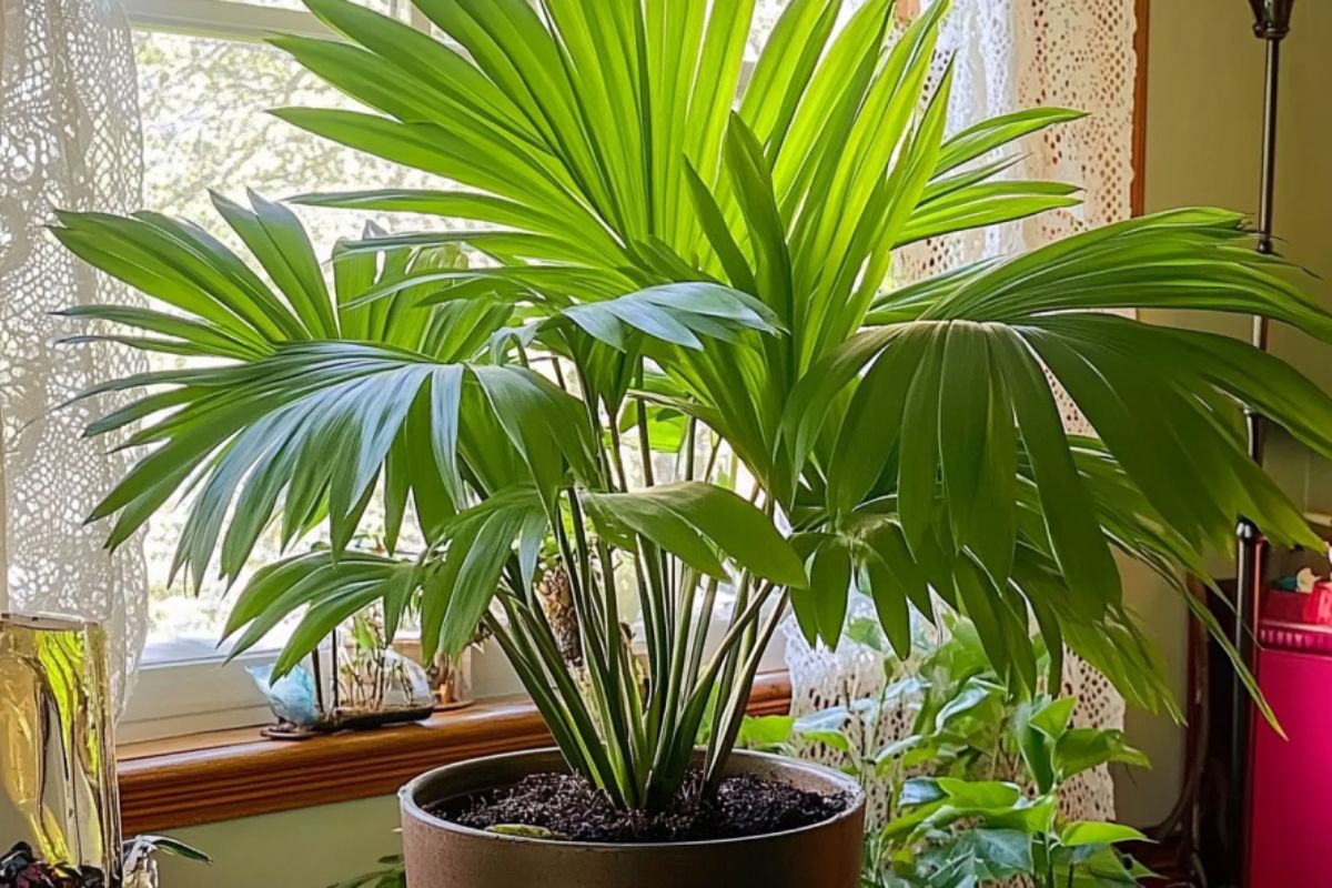 Fan Palm (Livistona chinensis)