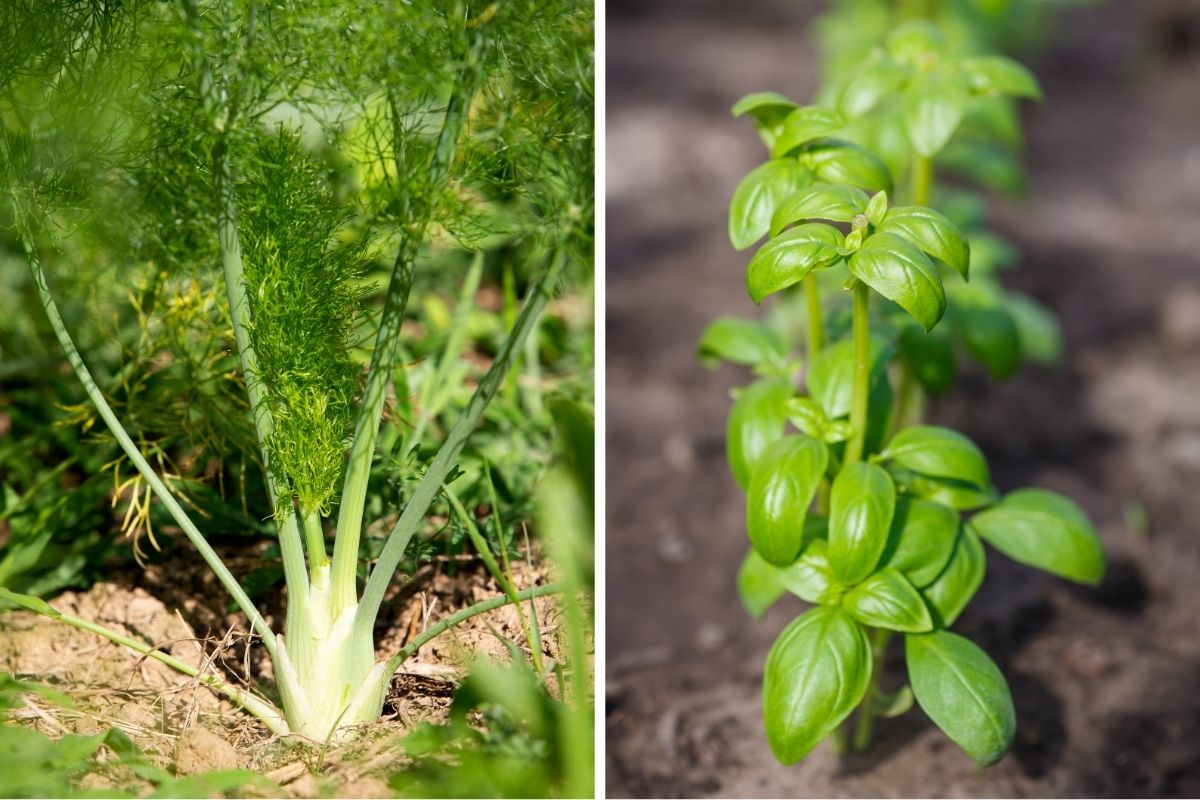 Fennel and Basil