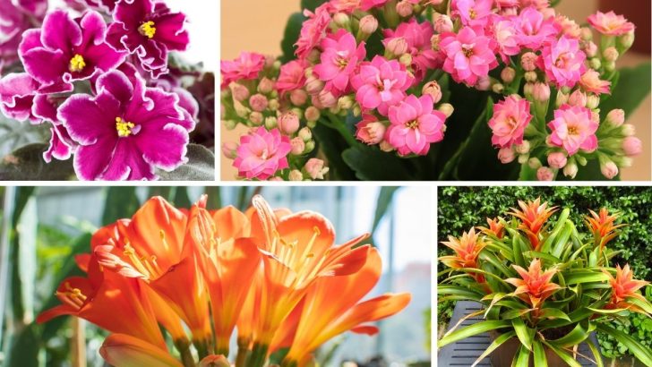 14 Flowering Houseplants to Brighten Up Every Corner of Your Home