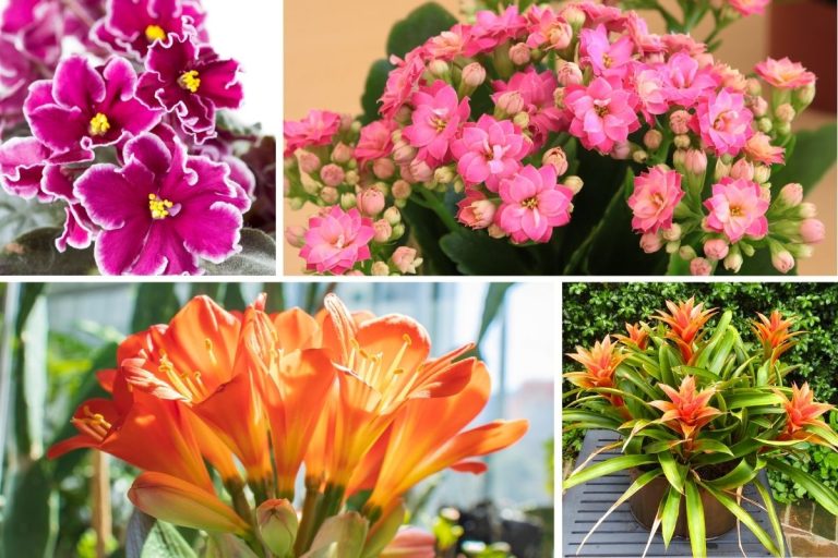14 Flowering Houseplants to Brighten Up Every Corner of Your Home