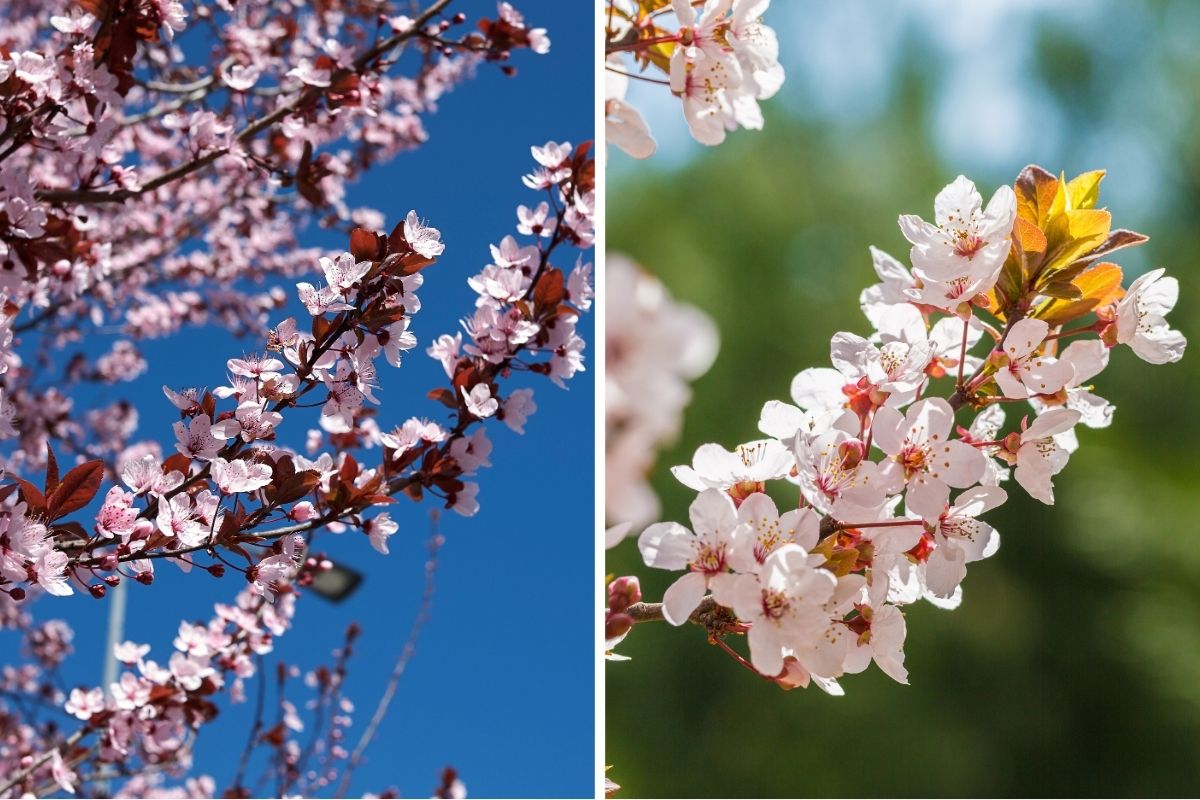 Flowering Plum (Prunus cerasifera)