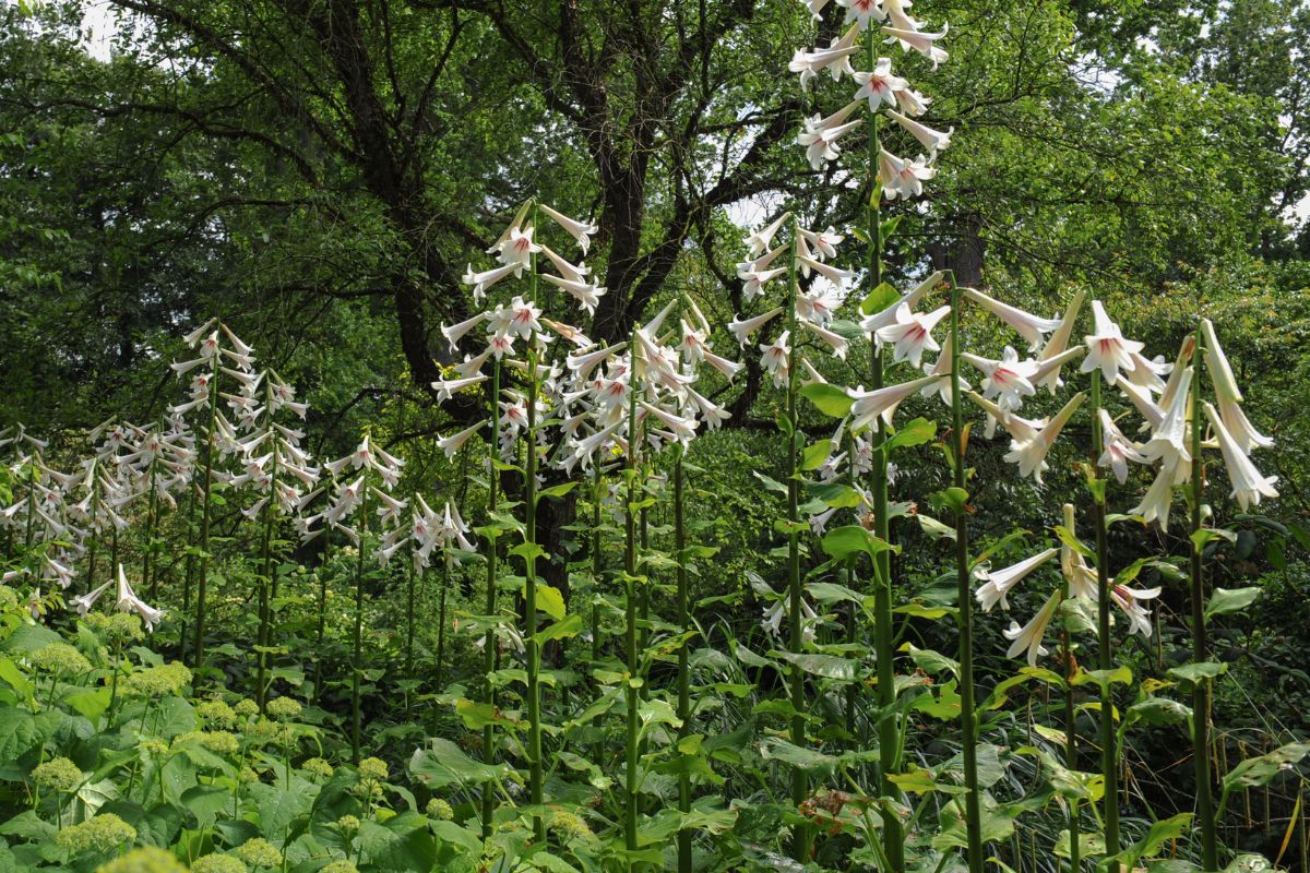 Giant Himalayan Lily