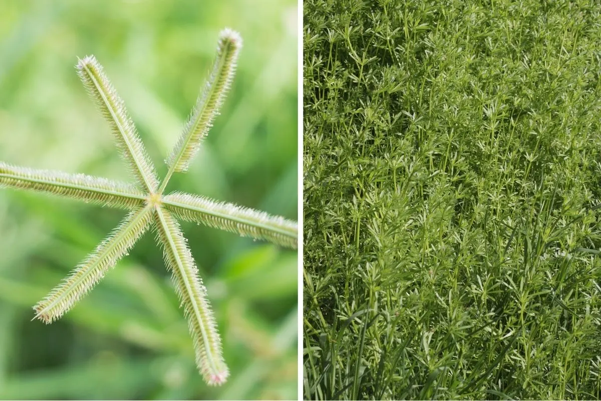 Goosegrass