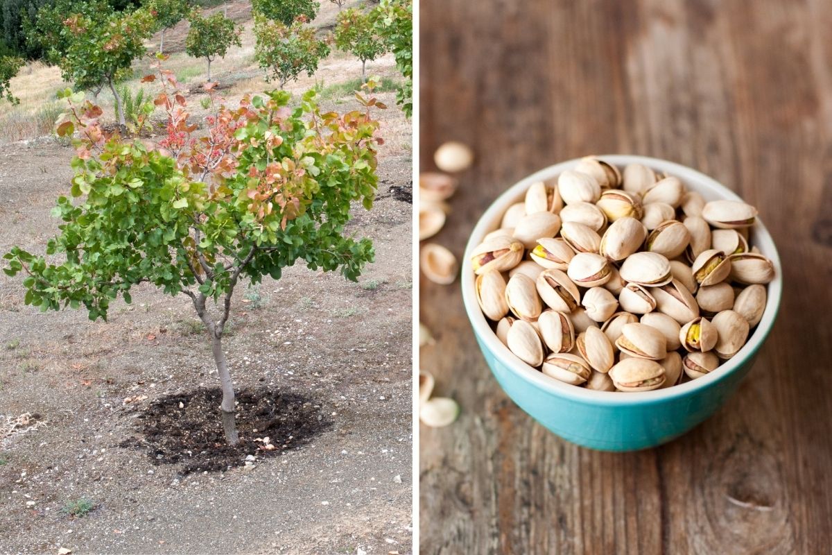 Grow Your Own Pistachios at Home with These Simple Steps