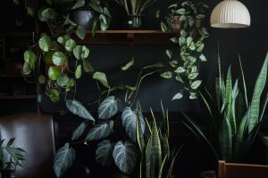 Here’s What Happens When Plants Are Kept in the Dark 5 Common Issues