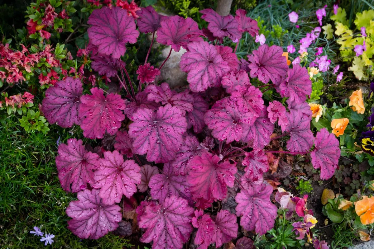 Heuchera