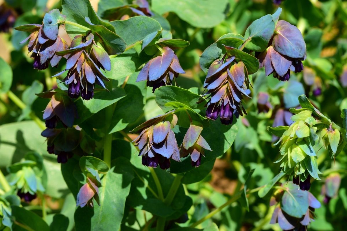 Honeywort (Cerinthe major ‘Purpurascens’)