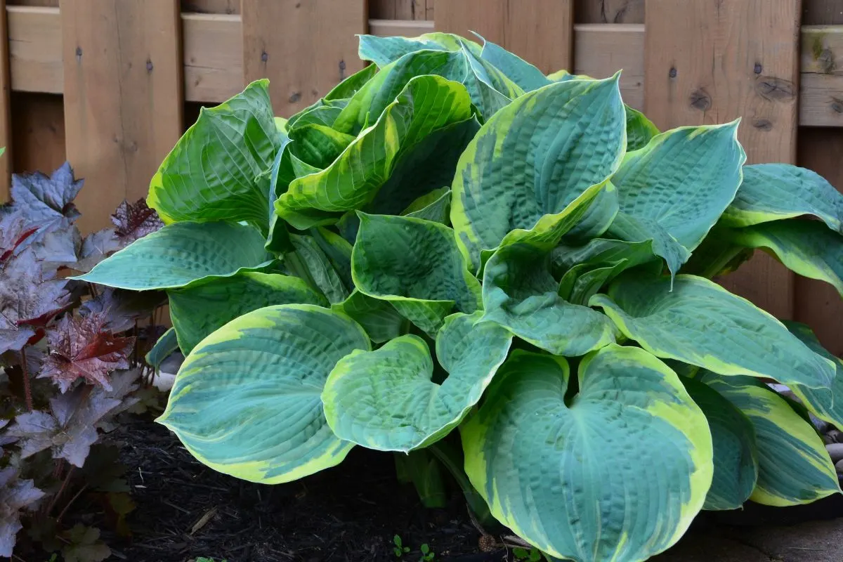 Hostas (2)