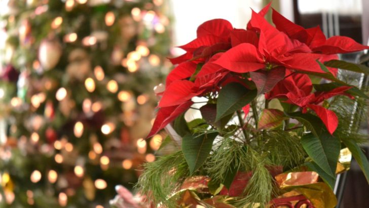 How to Care for Poinsettias to Keep Them Beautiful Through Thanksgiving and Christmas