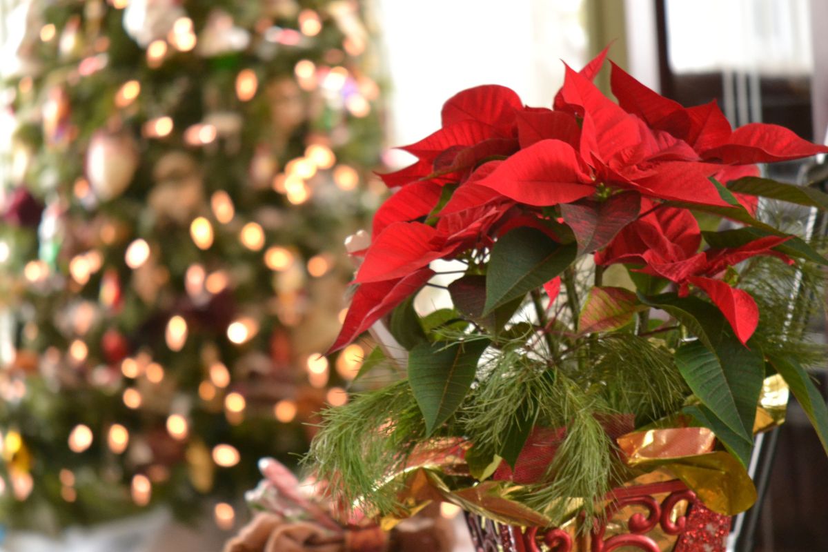 How to Care for Poinsettias to Keep Them Beautiful Through Thanksgiving and Christmas