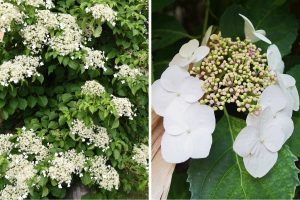 How to Grow Climbing Hydrangeas That Transform Shady Spaces in Your Garden