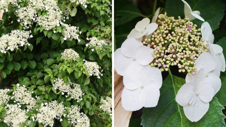 How to Grow Climbing Hydrangeas That Transform Shady Spaces in Your Garden