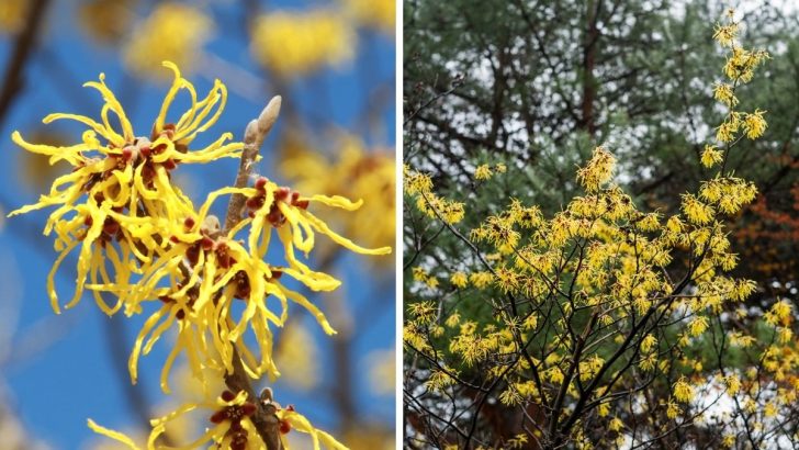 How to Grow Witch Hazel in Pots and Enjoy Winter’s Most Aromatic Flowers