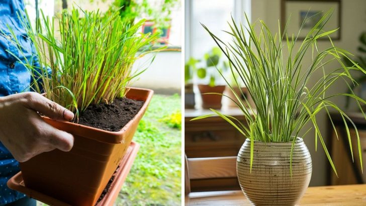 How to Grow and Harvest Lemongrass Indoors