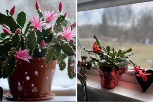 How to Keep Your Christmas Cactus Healthy During Winter