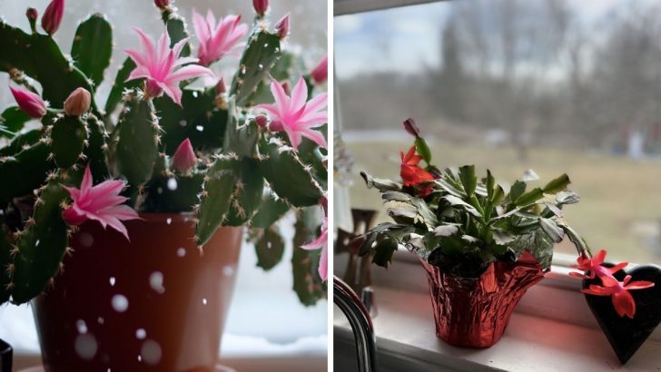 How to Keep Your Christmas Cactus Healthy During Winter