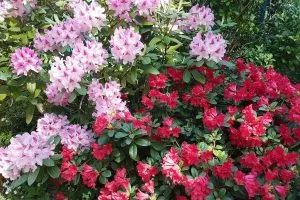 How to Prepare Rhododendrons in Fall for a Spectacular Bloom Next Year