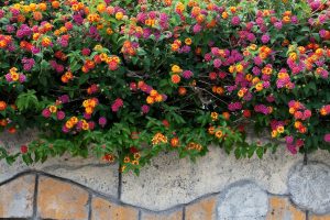 How to Propagate Lantana and Grow It from Cuttings or Seeds